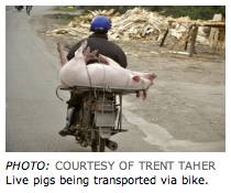 Live Pigs being transported via bike.